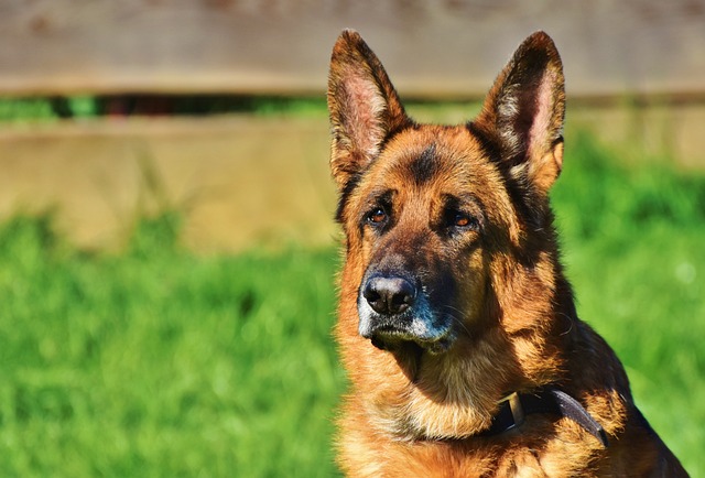 security guard