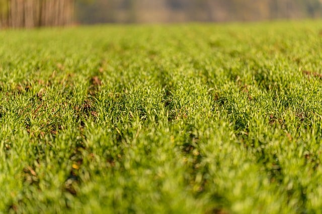 tractor,farm vehicles,farming