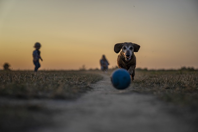 dog walking,flashlight,dog