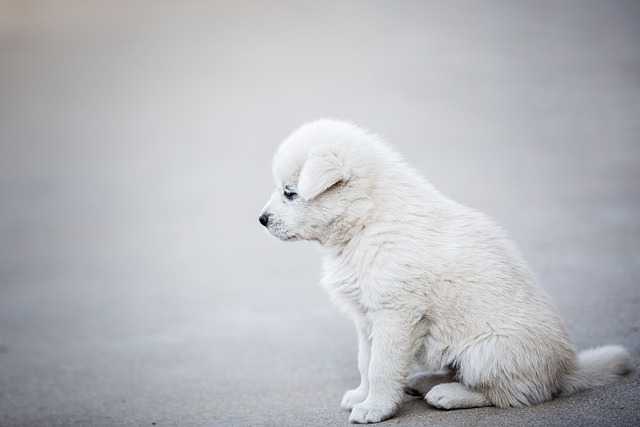 dog walking,flashlight,dog