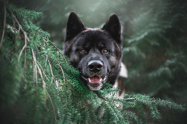 dog walking,flashlight,dog