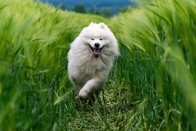 dog walking,flashlight,dog