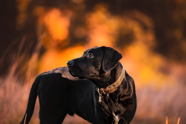 dog walking,flashlight,dog