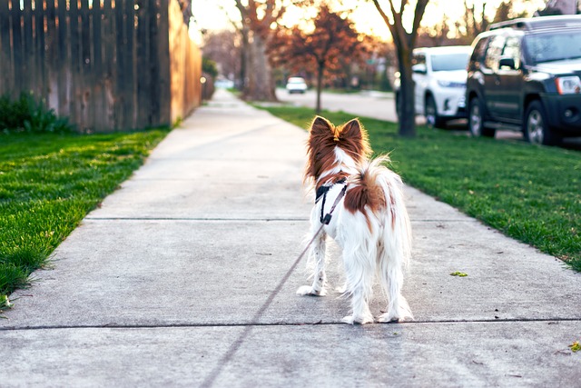 dog walking,flashlight,dog