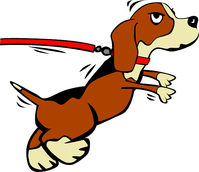 dog walking,flashlight,dog