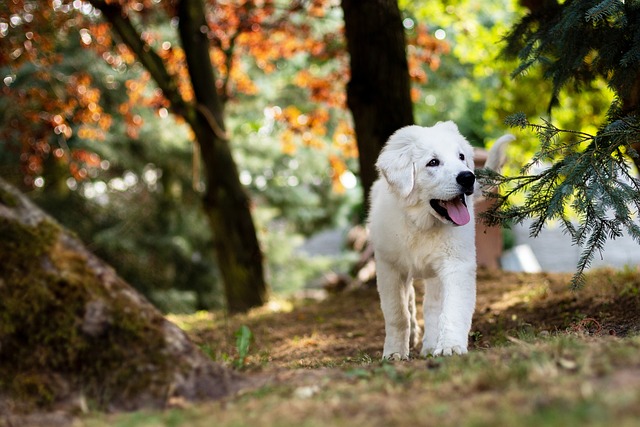 dog walking,flashlight,dog