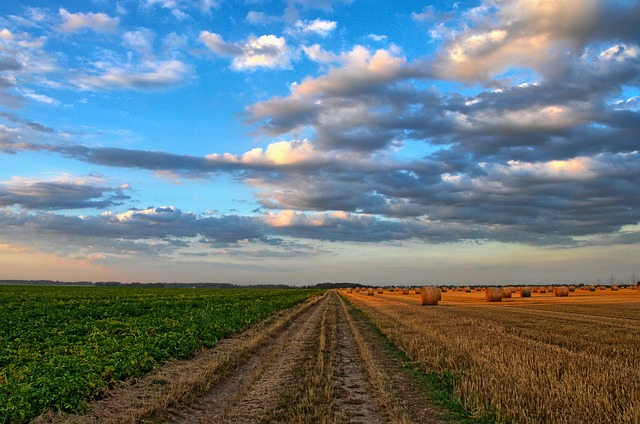 tractor,farm vehicles,farming