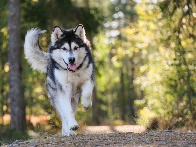 dog-walkingflashlightdog-640x480-32176556.jpeg
