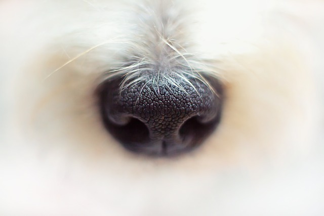 dog-walkingflashlightdog-640x480-38391267.jpeg