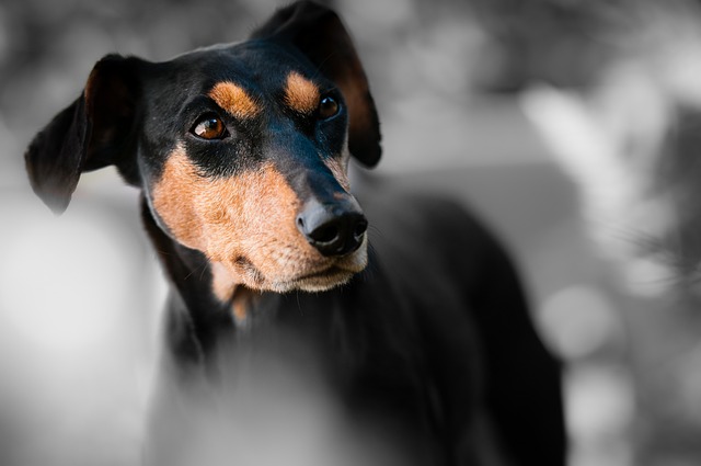 dog-walkingflashlightdog-640x480-244972.jpeg