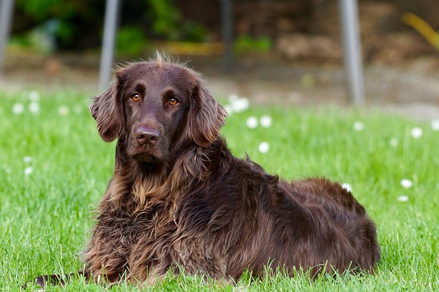 dog-walkingflashlightdog-640x480-53733515.jpeg