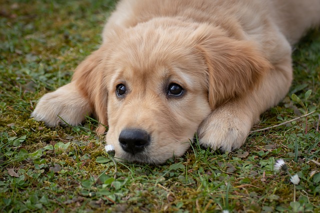 dog-walkingflashlightdog-640x480-77133690.jpeg