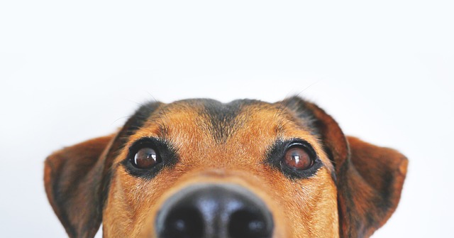 dog-walkingflashlightdog-640x480-78723505.jpeg