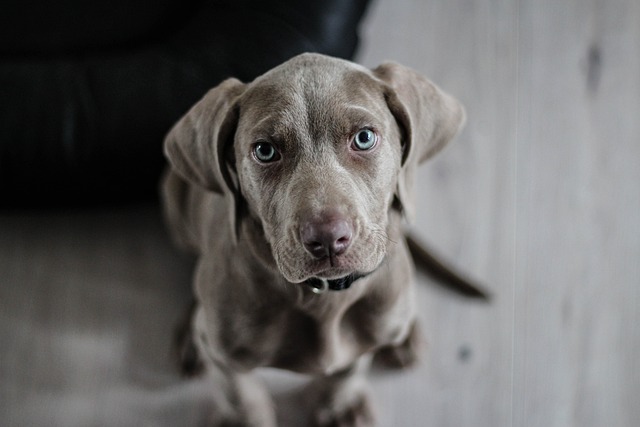dog-walkingflashlightdog-640x480-95057675.jpeg