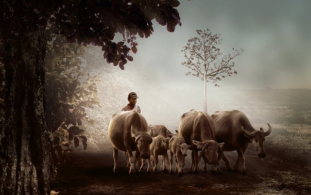 tractor,farm vehicles,farming