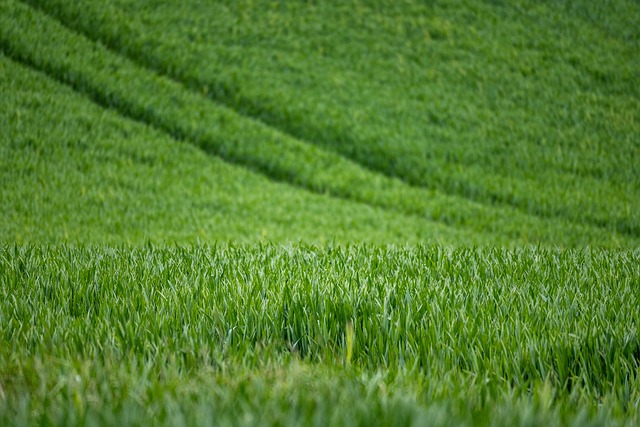 tractor,farm vehicles,farming