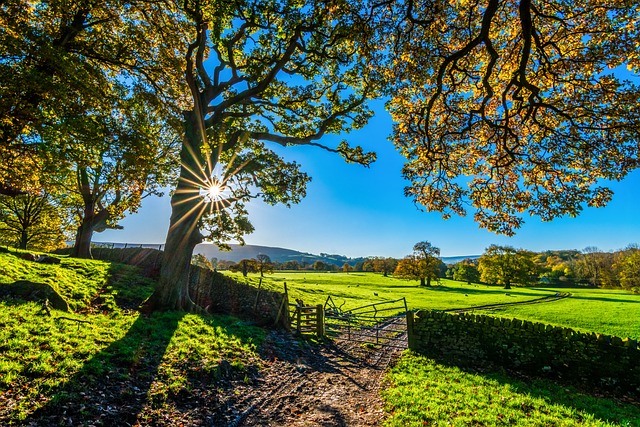 tractor,farm vehicles,farming