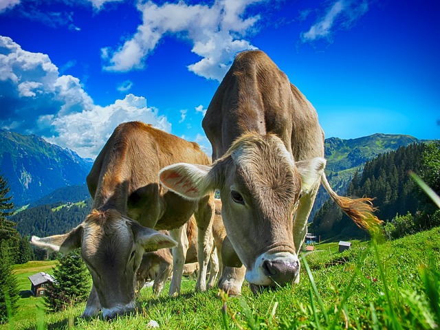 tractor,farm vehicles,farming