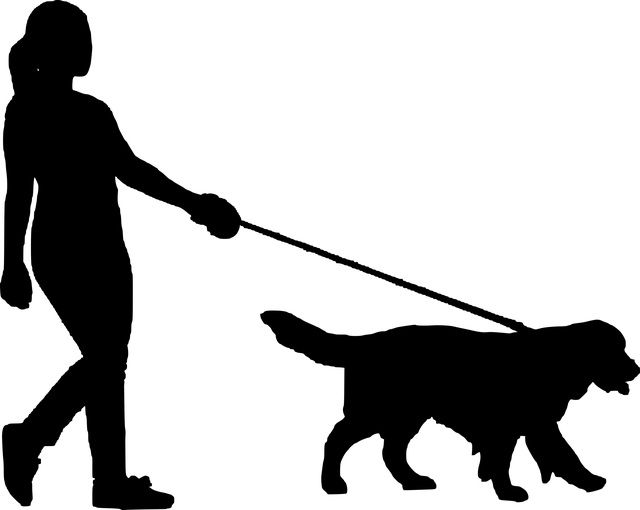 dog walking,flashlight,dog