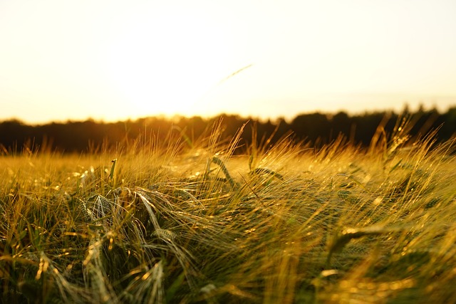 tractor,farm vehicles,farming