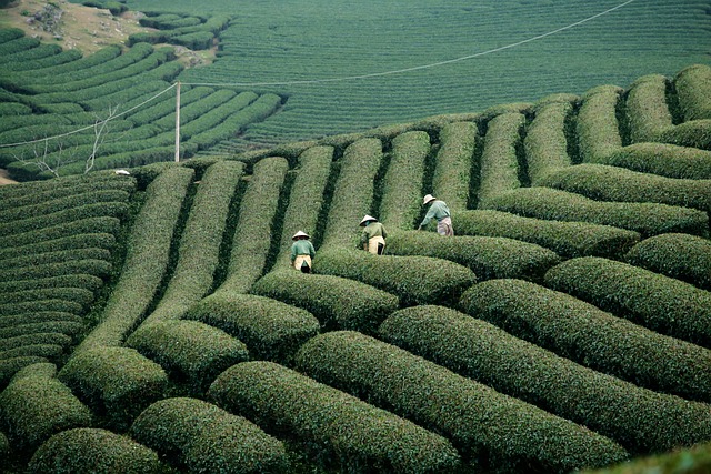 tractor,farm vehicles,farming