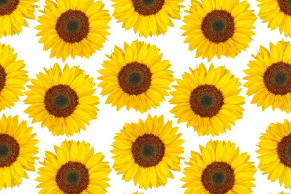 g6ed03add32773a23c5bc887e5a90a9983e2f316fb745d5793ae051a2aed9f4bc8a25977db561cfeeaf13c797955ade60f40cc9c0cb892f3839731432ed6760ba_1280